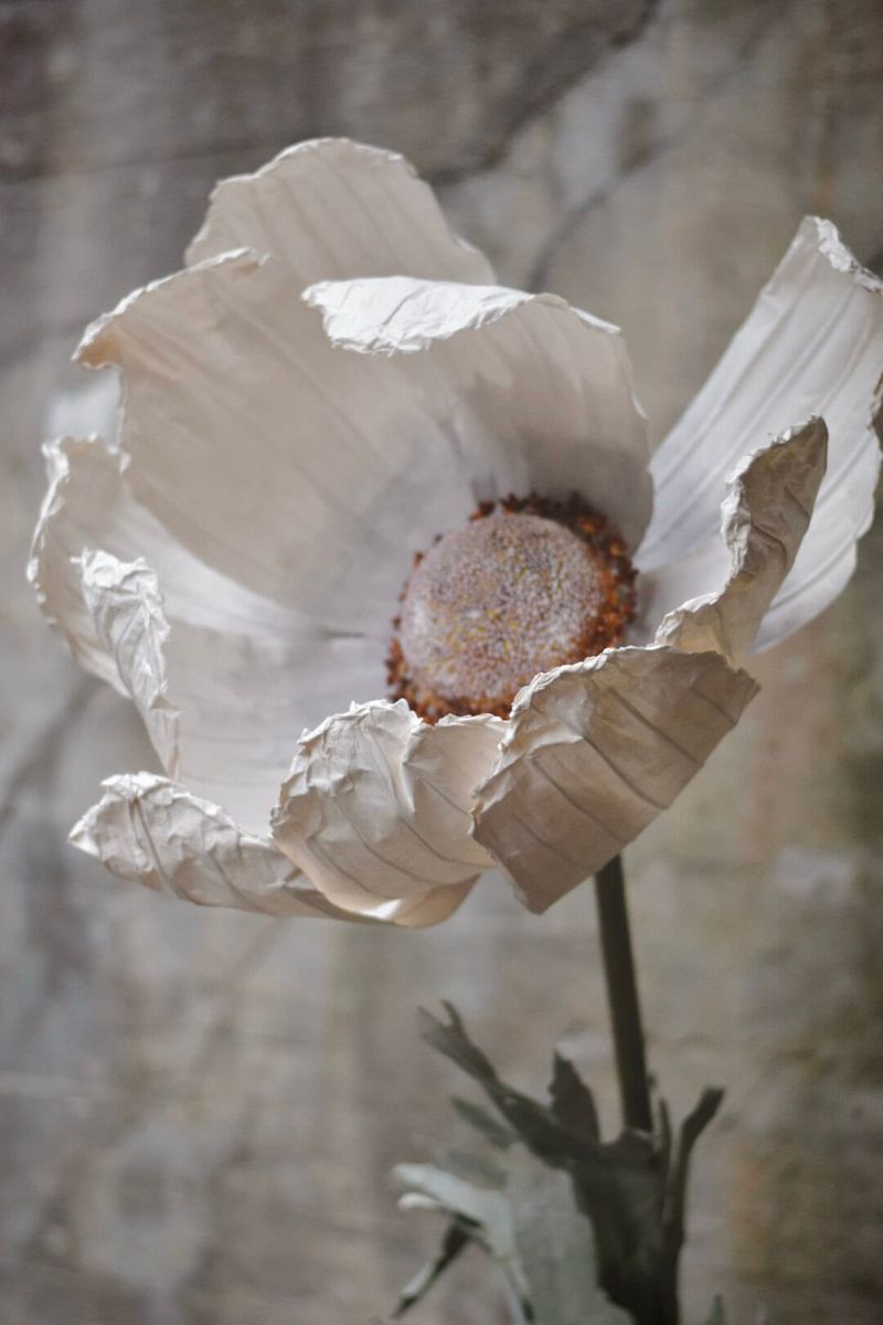 Hvit - Anemone 123 cm