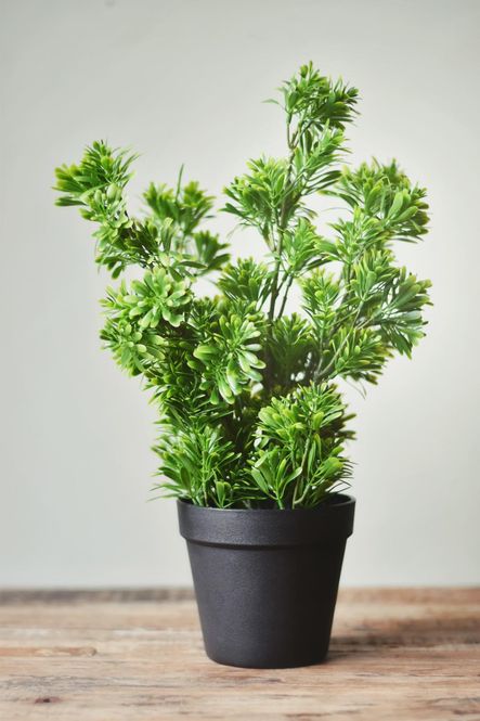 Hovedbilde Grønn - Tre i potte