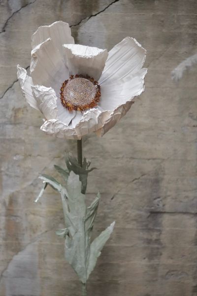 Hovedbilde Hvit - Anemone 123 cm