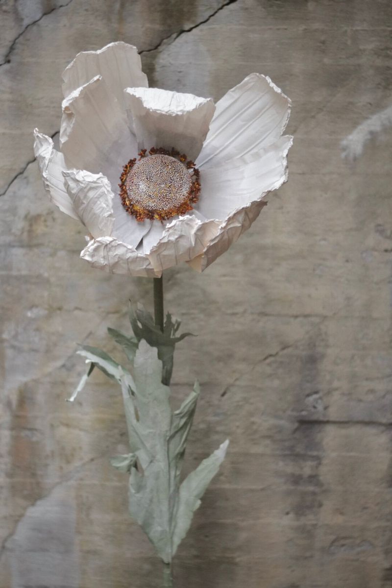 Hvit - Anemone 123 cm