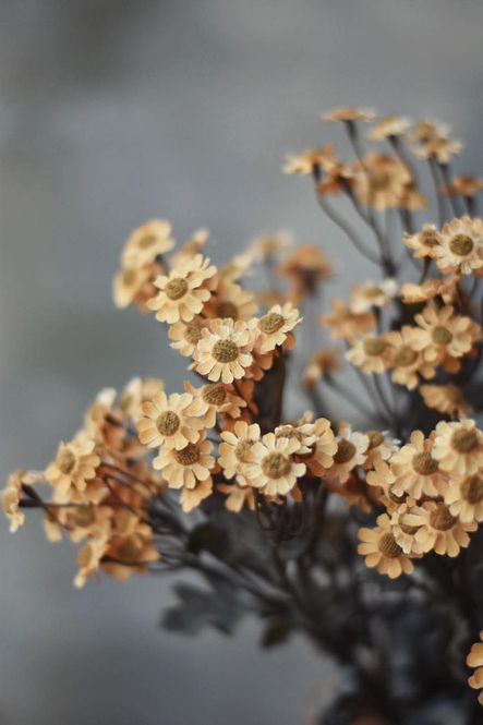 Hovedbilde Gul - Asters snittblomst 53 ...
